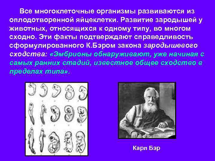 Все многоклеточные организмы развиваются из оплодотворенной яйцеклетки. Развитие зародышей у животных, относящихся к одному