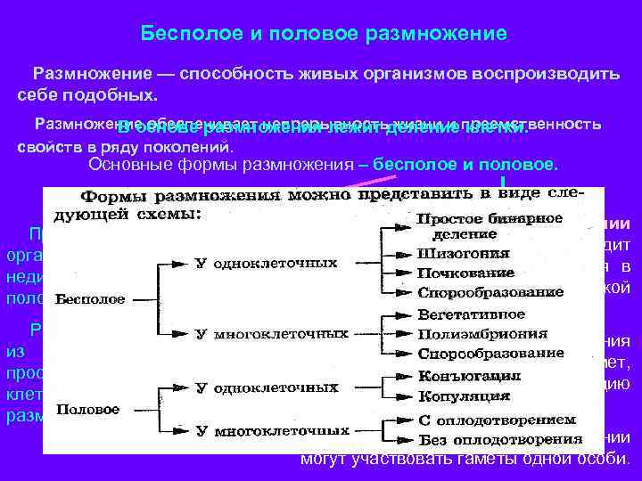 Бесполое и половое размножение Размножение — способность живых организмов воспроизводить себе подобных. Размножение обеспечивает