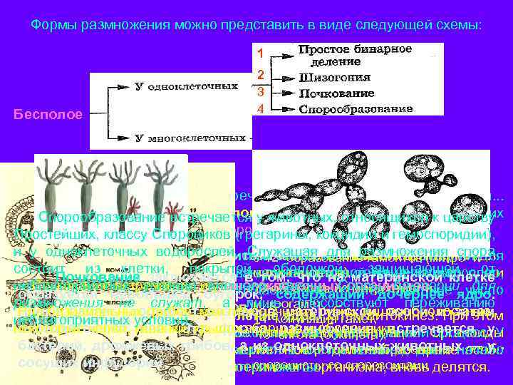Формы размножения можно представить в виде следующей схемы: 1 Бесполое 2 3 4 Жизненный