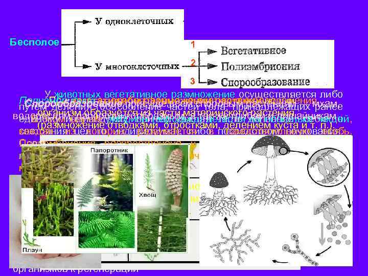 Бесполое 1 2 3 У животных вегетативное размножение осуществляется либо Полиэмбриония — особаяразмножении растений