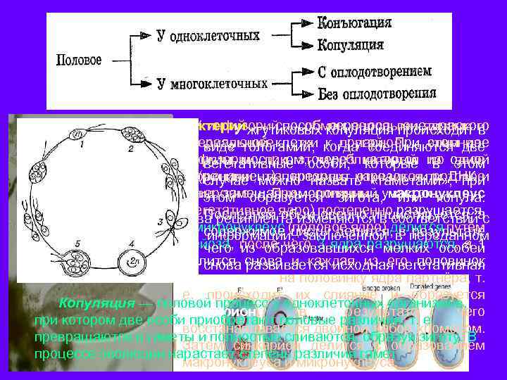 Конъюгация у бактерий фото