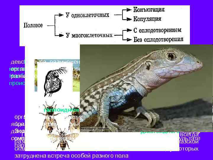 Партеногенез (от Развитие организма из неоплодотворенной греч. parthénos — девственница и генез), яйцеклетки форм
