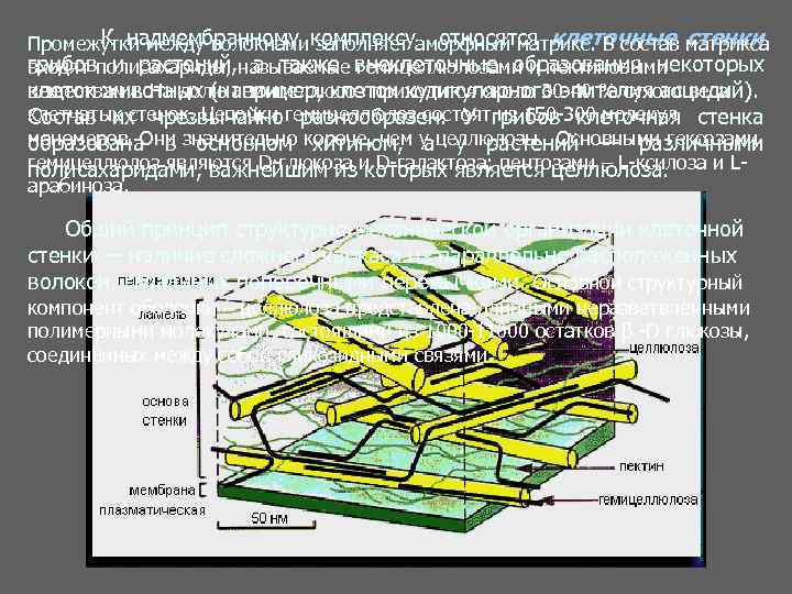 К надмембранному заполняет относятся клеточные стенки Промежутки между волокнами комплексуаморфный матрикс. В состав матрикса