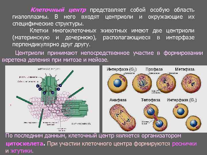 Участвует в делении. Центриоли особенности строения и функции. Центриоли в митозе. Цитоскелет клетки центриоли. Цитоскелет и клеточный центр.