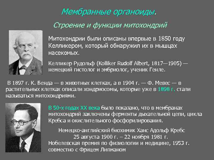 Мембранные органоиды. Строение и функции митохондрий Митохондрии были описаны впервые в 1850 году Келликером,