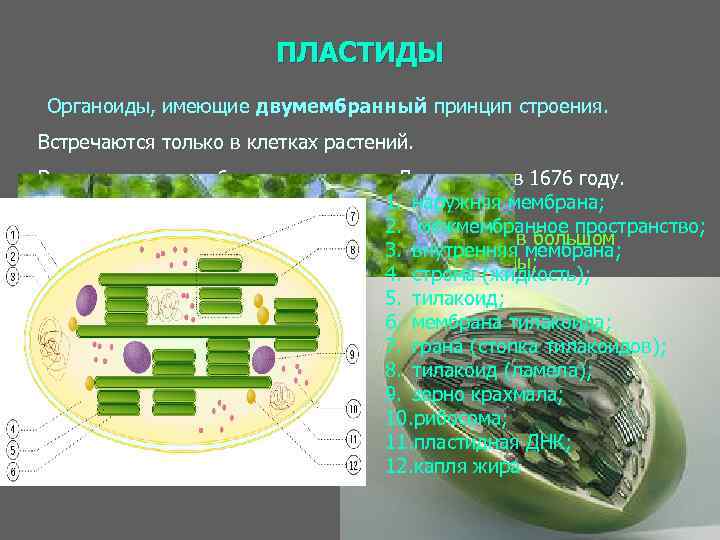 Пластиды животной клетки