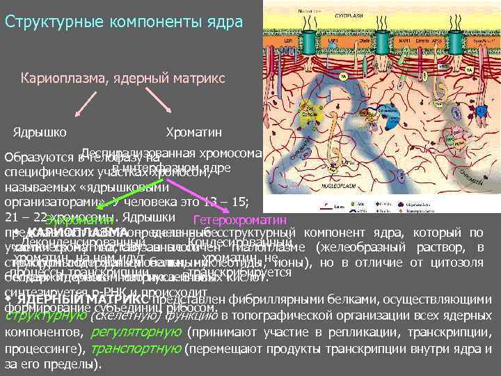 Структурные компоненты ядра. Структурные элементы ядра. Характеристика структурных элементов ядра. Ядерный белковый Матрикс функции. Главный структурный компонент ядра.