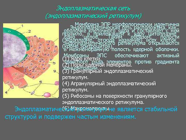 Эндоплазматическая сеть (эндоплазматический ретикулум) Мембрана ЭПР морфологически идентична Эндоплазматическая сеть расположена, как оболочке клеточного