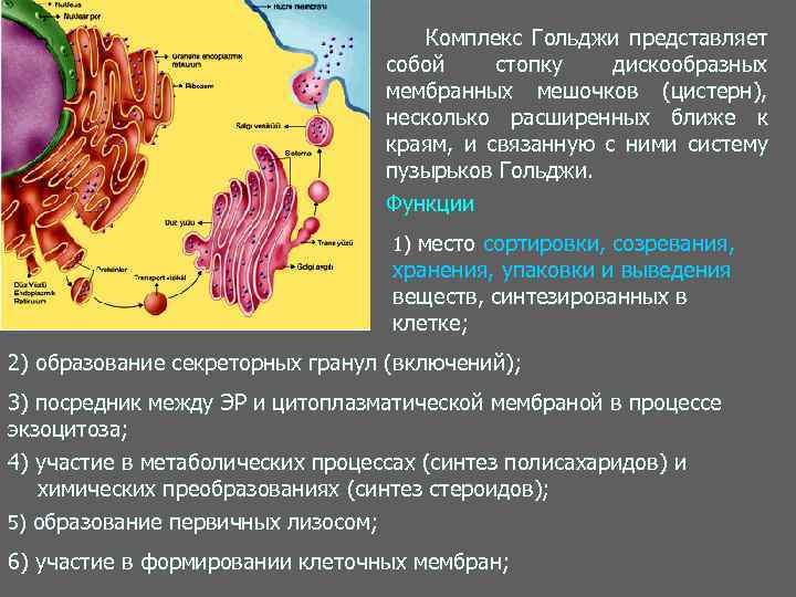 Комплекс Гольджи представляет собой стопку дискообразных мембранных мешочков (цистерн), несколько расширенных ближе к краям,