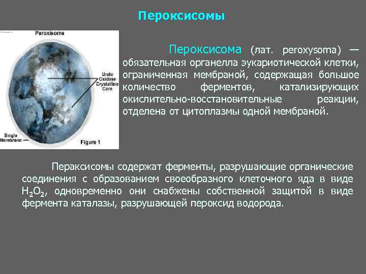 Пероксисомы Пероксисома (лат. peroxysoma) — обязательная органелла эукариотической клетки, ограниченная мембраной, содержащая большое количество