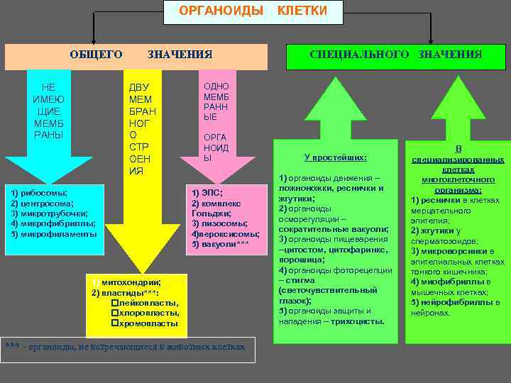 ОРГАНОИДЫ ОБЩЕГО НЕ ИМЕЮ ЩИЕ МЕМБ РАНЫ ЗНАЧЕНИЯ ДВУ МЕМ БРАН НОГ О СТР