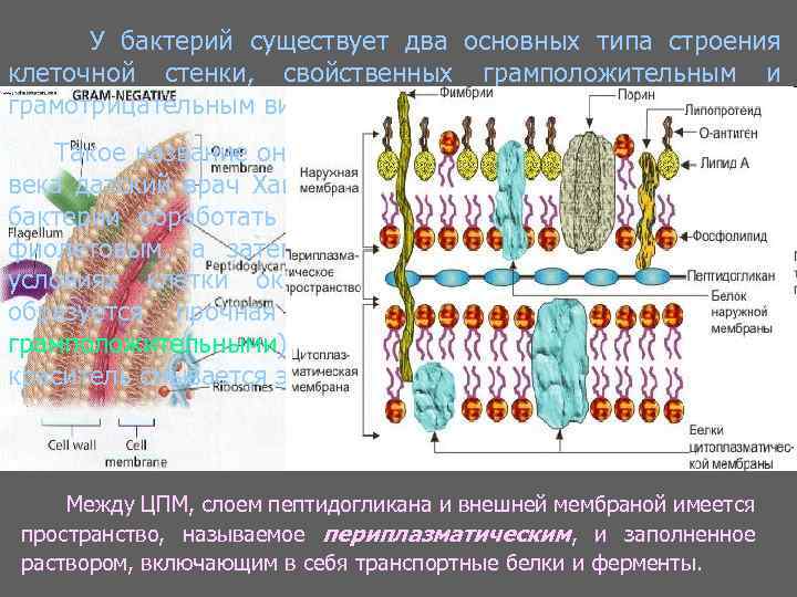 У бактерий существует два основных типа строения клеточной стенки, свойственных грамположительным и грамотрицательным видам.