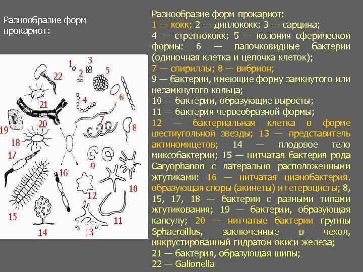Разнообразие форм прокариот: 1 — кокк; 2 — диплококк; 3 — сарцина; 4 —