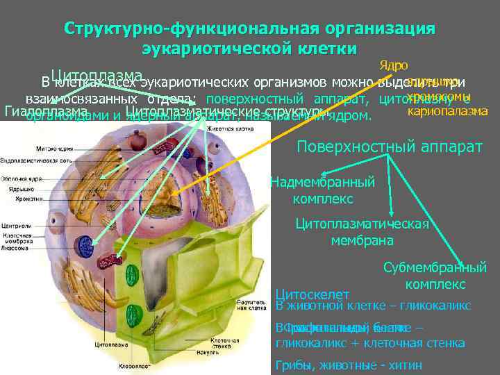 Структурно-функциональная организация эукариотической клетки Ядро ядрышко В Цитоплазмаэукариотических организмов можно выделить три клетках всех