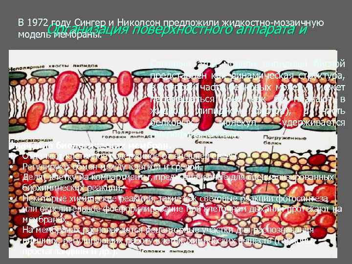 В 1972 году Сингер и Николсон предложили жидкостно мозаичную Организация поверхностного аппарата и модель