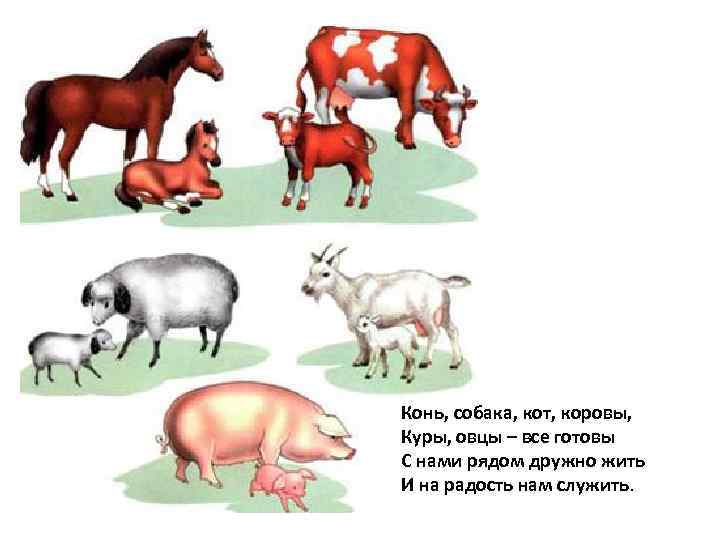 Конь, собака, кот, коровы, Куры, овцы – все готовы С нами рядом дружно жить
