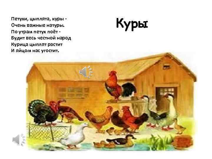 Петухи, цыплята, куры Очень важные натуры. По утрам петух поёт Будит весь честной народ