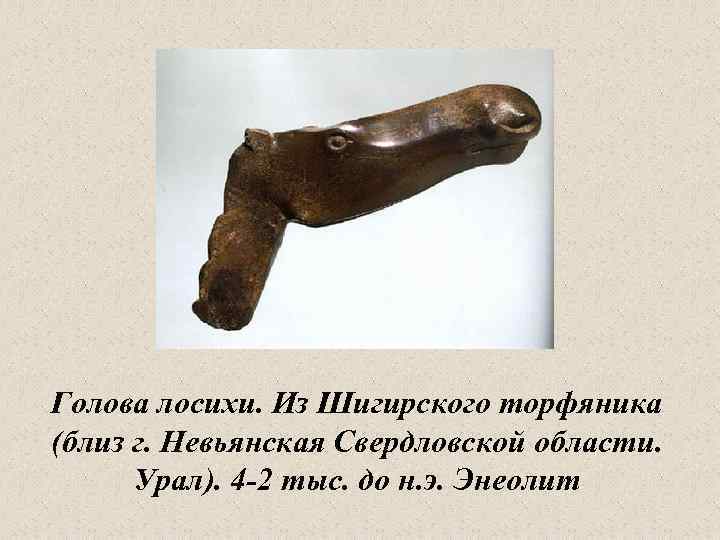 Голова лосихи. Из Шигирского торфяника (близ г. Невьянская Свердловской области. Урал). 4 -2 тыс.