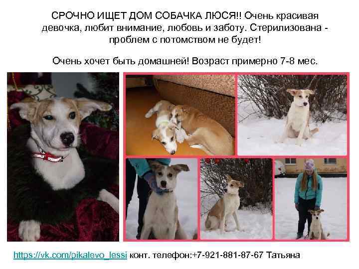 СРОЧНО ИЩЕТ ДОМ СОБАЧКА ЛЮСЯ!! Очень красивая девочка, любит внимание, любовь и заботу. Стерилизована