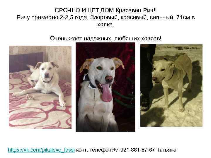 СРОЧНО ИЩЕТ ДОМ Красавец Рич!! Ричу примерно 2 -2, 5 года. Здоровый, красивый, сильный,