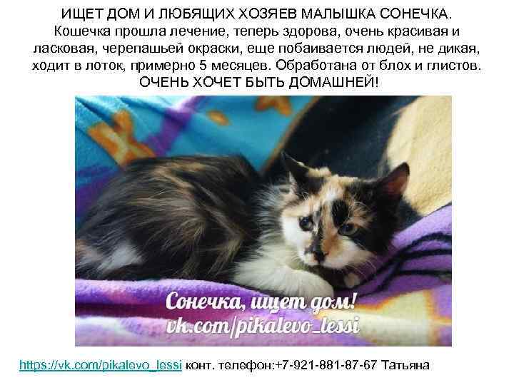 ИЩЕТ ДОМ И ЛЮБЯЩИХ ХОЗЯЕВ МАЛЫШКА СОНЕЧКА. Кошечка прошла лечение, теперь здорова, очень красивая