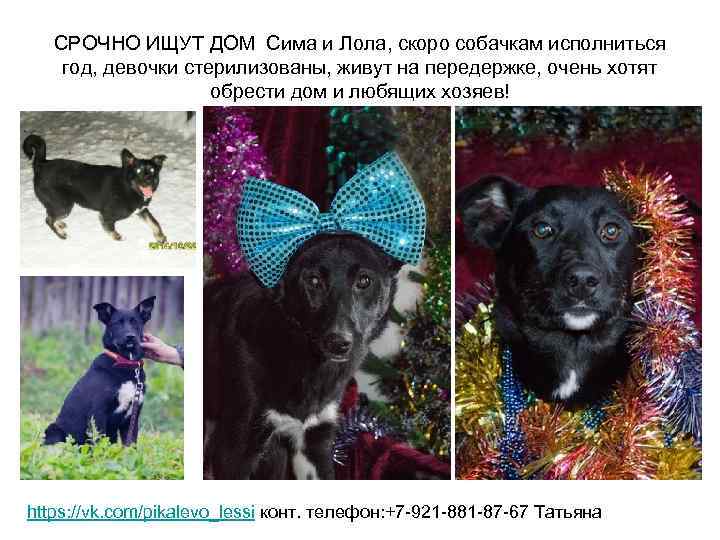 СРОЧНО ИЩУТ ДОМ Сима и Лола, скоро собачкам исполниться год, девочки стерилизованы, живут на