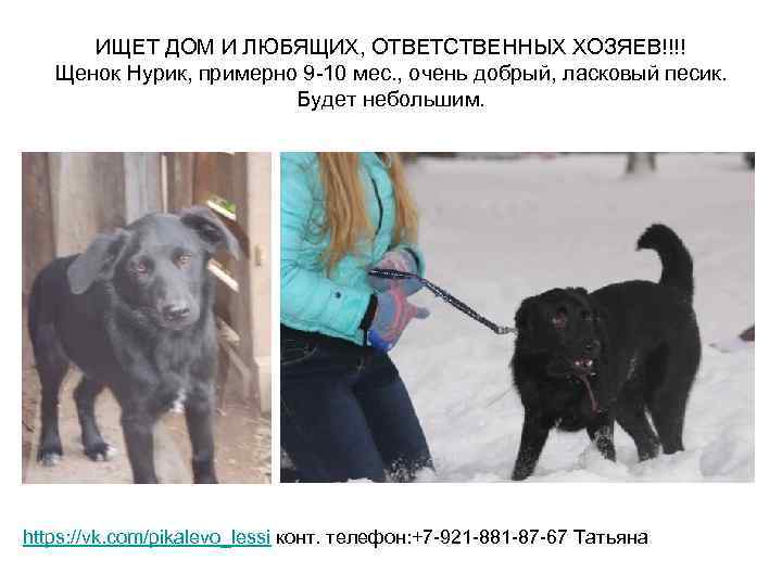 ИЩЕТ ДОМ И ЛЮБЯЩИХ, ОТВЕТСТВЕННЫХ ХОЗЯЕВ!!!! Щенок Нурик, примерно 9 -10 мес. , очень