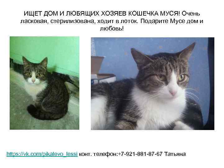 ИЩЕТ ДОМ И ЛЮБЯЩИХ ХОЗЯЕВ КОШЕЧКА МУСЯ! Очень ласковая, стерилизована, ходит в лоток. Подарите