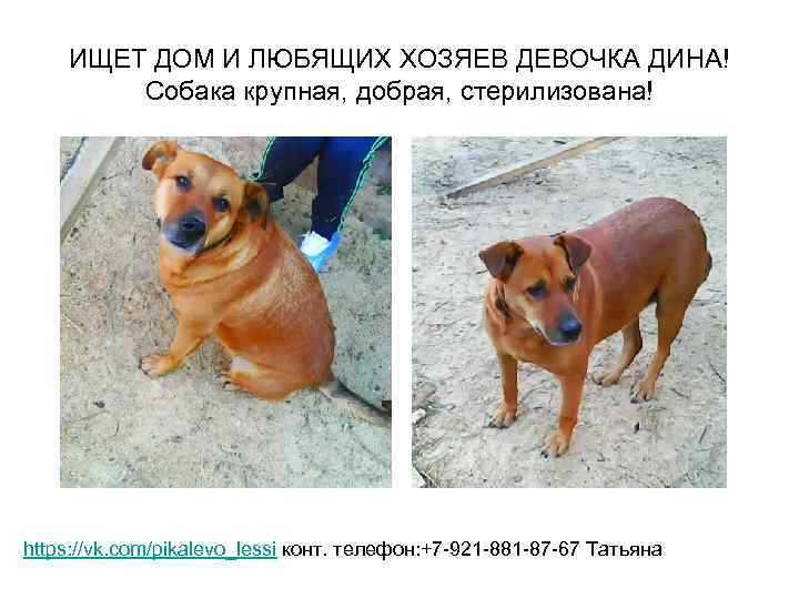 ИЩЕТ ДОМ И ЛЮБЯЩИХ ХОЗЯЕВ ДЕВОЧКА ДИНА! Собака крупная, добрая, стерилизована! https: //vk. com/pikalevo_lessi