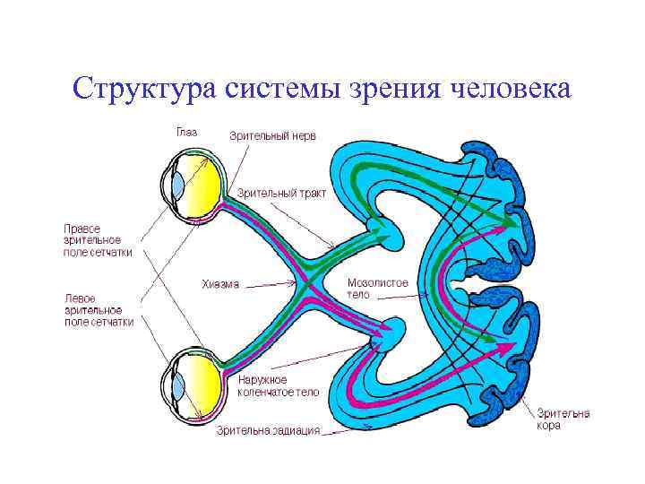 Структура системы зрения человека 