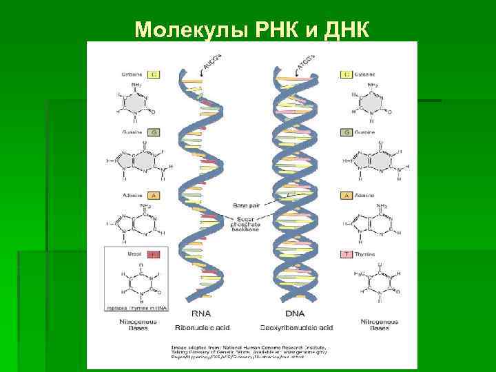 Рнк мл. Структура молекулы РНК схема. Схема структуры РНК. Схема РНК И ДНК биология. Строение полимера РНК.