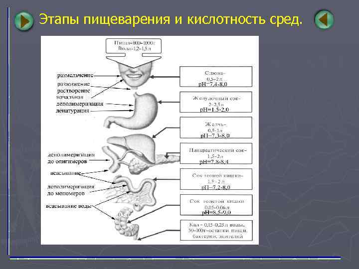 Схема пищеварения этапы