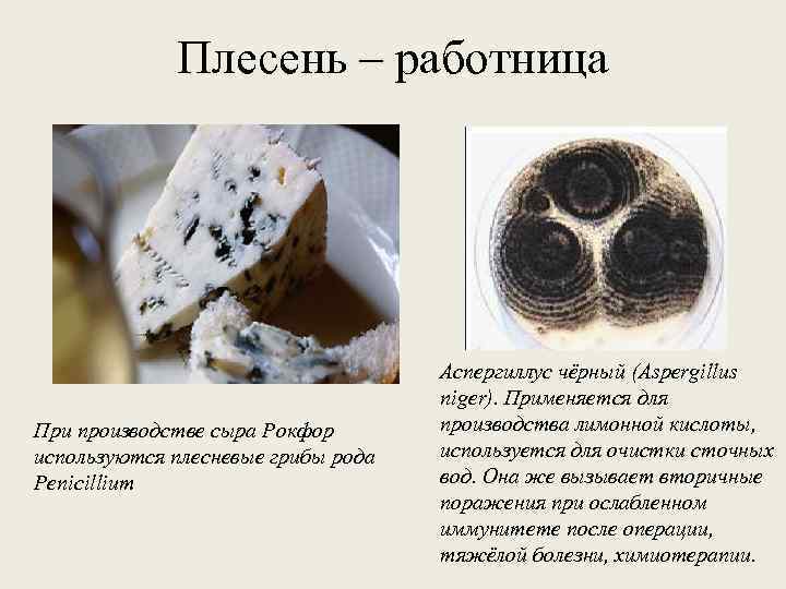 Плесень – работница При производстве сыра Рокфор используются плесневые грибы рода Penicillium Аспергиллус чёрный