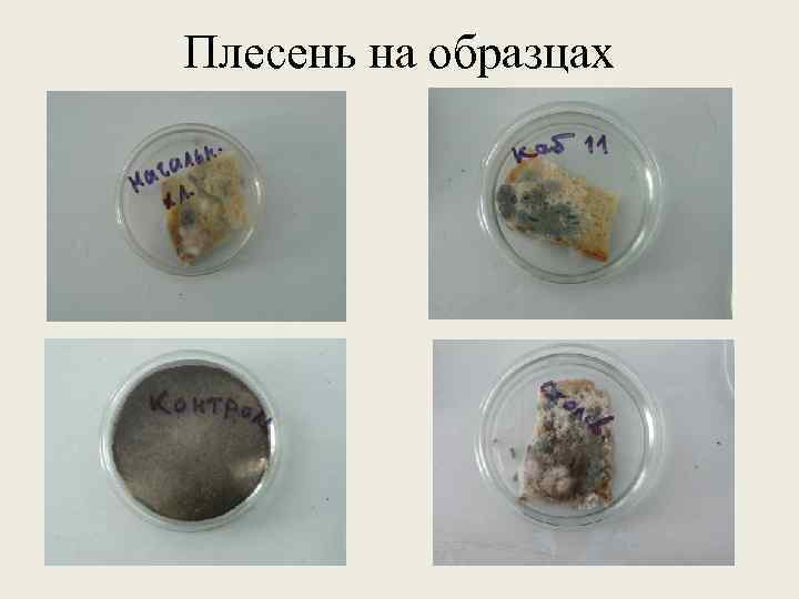 Плесень на образцах 
