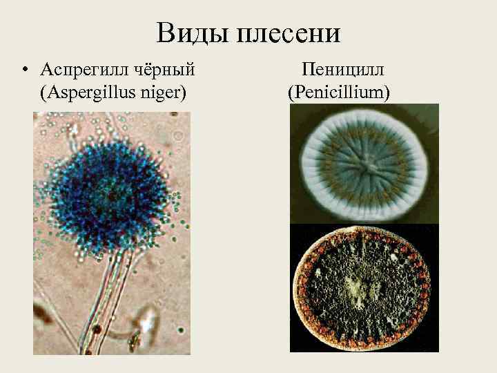 Виды плесени • Аспрегилл чёрный Пеницилл (Aspergillus niger) (Penicillium) 