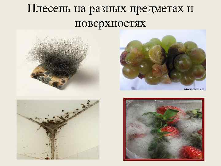 Плесень на разных предметах и поверхностях 
