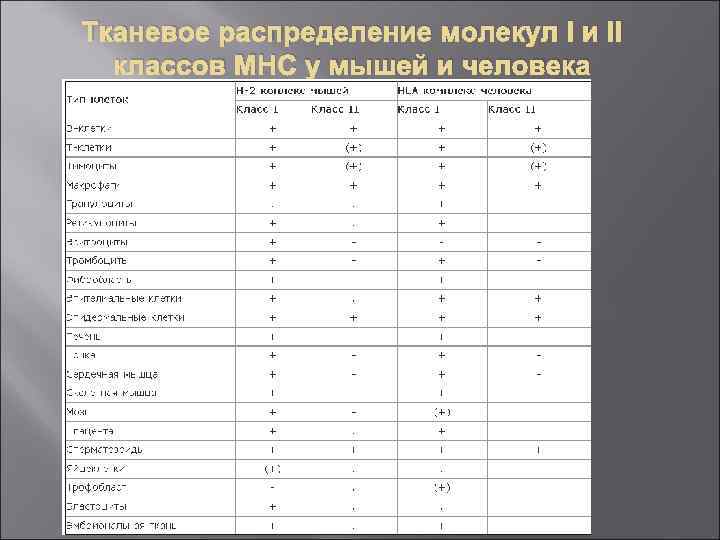 Тканевое распределение молекул I и II классов МНС у мышей и человека 