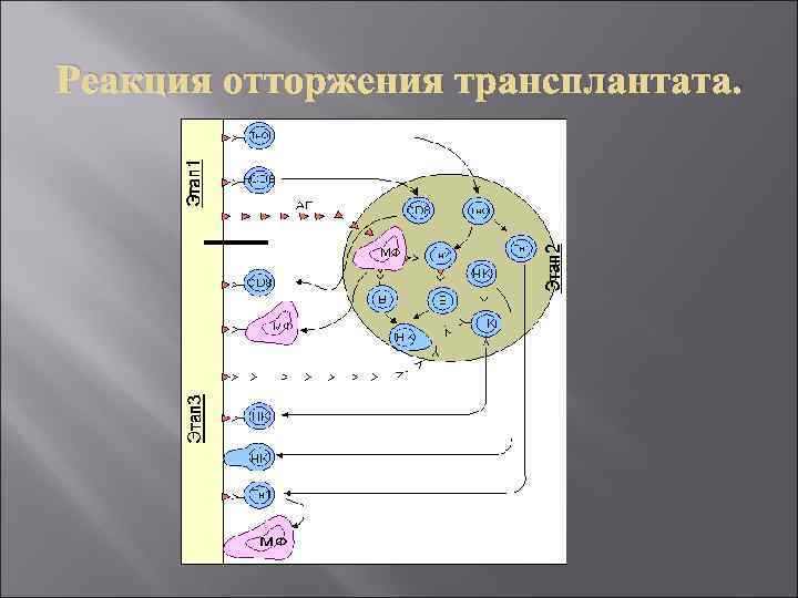 Реакция отторжения трансплантата. 