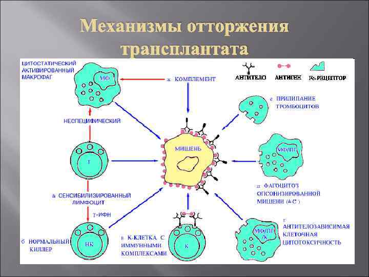 Механизмы отторжения трансплантата 