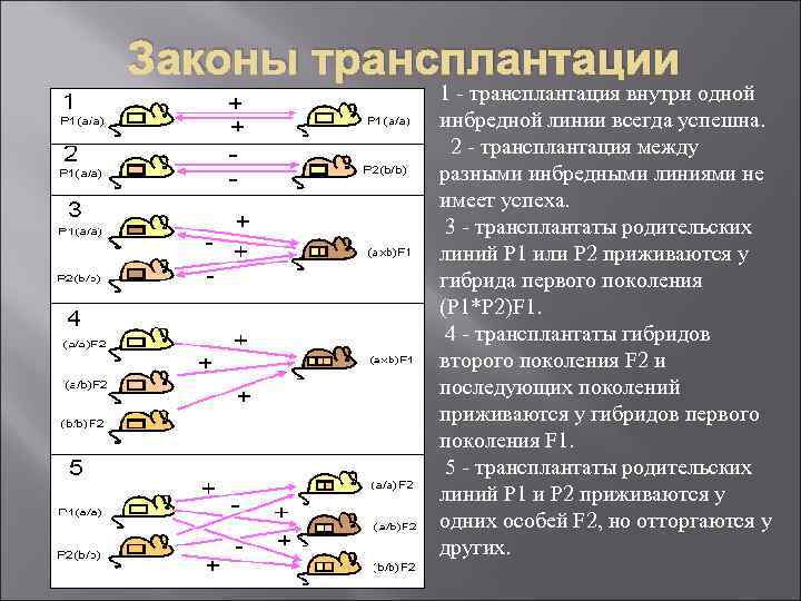 Законы трансплантации 1 - трансплантация внутри одной инбредной линии всегда успешна. 2 - трансплантация