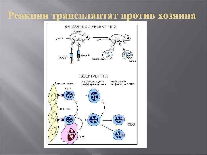 Реакции трансплантат против хозяина 