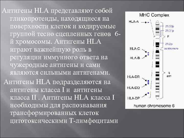 Антигены HLA представляют собой гликопротеиды, находящиеся на поверхности клеток и кодируемые группой тесно сцепленных