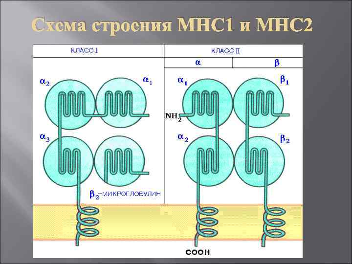 Схема строения MHC 1 и MHC 2 