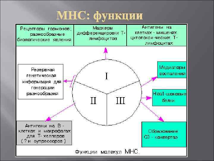 MHC: функции 