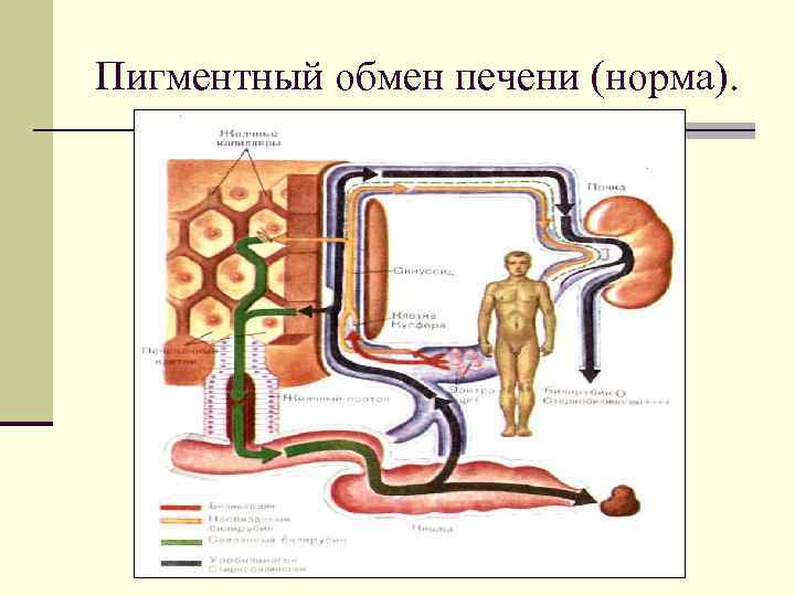 Пигментный обмен печени (норма). 
