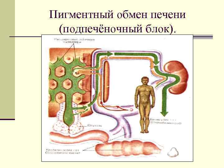 Пигментный обмен печени (подпечёночный блок). 