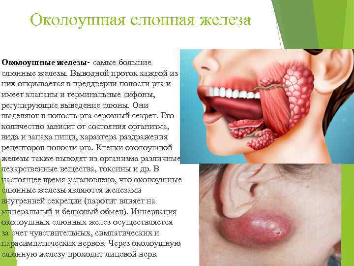 Околоушная слюнная железа Околоушные железы- самые большие слюнные железы. Выводной проток каждой из них