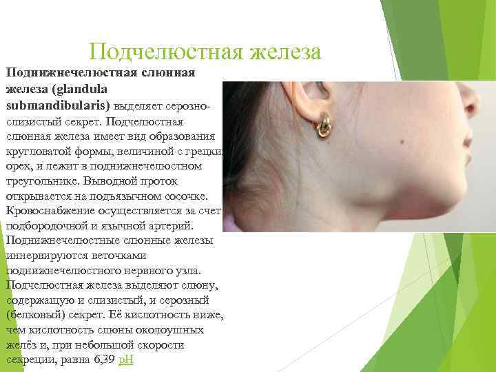 Подчелюстная железа Поднижнечелюстная слюнная железа (glandula submandibularis) выделяет серозно- слизистый секрет. Подчелюстная слюнная железа