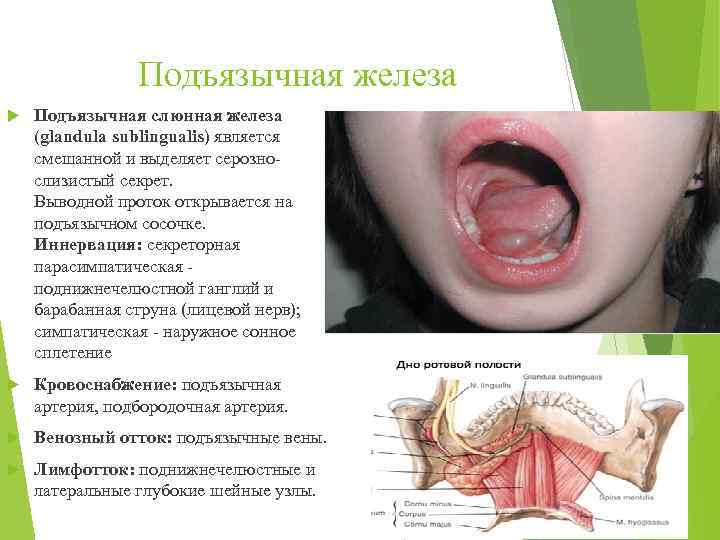 Подъязычная железа Подъязычная слюнная железа (glandula sublingualis) является смешанной и выделяет серознослизистый секрет. Выводной