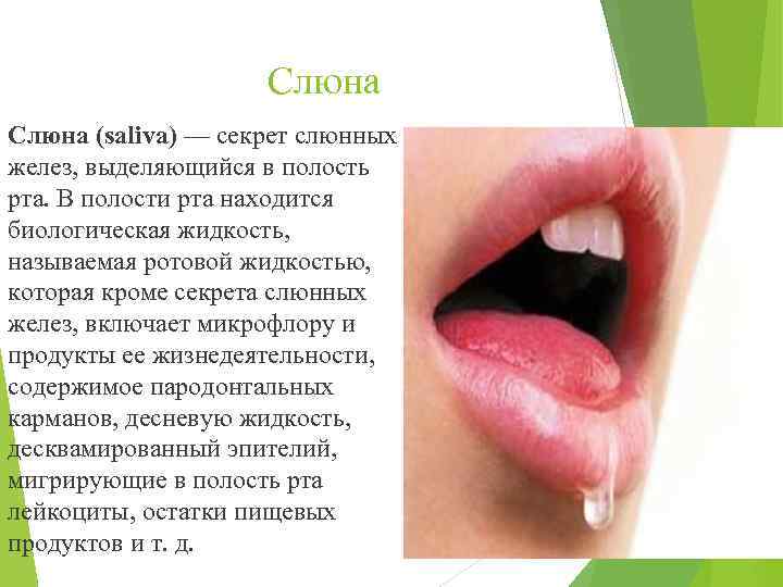 Слюна (saliva) — секрет слюнных желез, выделяющийся в полость рта. В полости рта находится